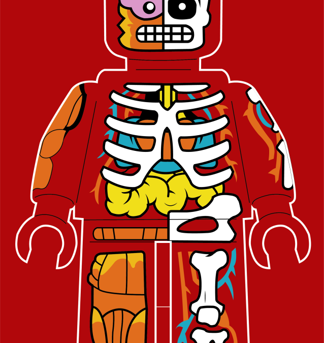 Lego Anatomy